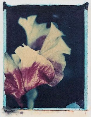 Monique Jacot, Sans titre [série Fleurs], [1996] Transfert Polaroid sur papier
Fabriano. Cabinet cantonal des estampes Collection de la Ville de Vevey Musée
Jenisch Vevey © Photo Julien Gremaud