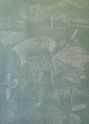 Pestwurz [Pétasite Blanc], 1993, xylographie, épreuve en vert bouteille, sur
papier japon. Collection particulière