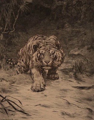 Evert van Muyden (Albano Laziale 1853 - 1922 Orsay), [Tigre en chasse], 1901,
Eau-forte, 360 x 275 mm © Musée Jenisch Vevey, photographie: Julien Gremaud